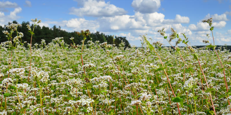 Buchweizenfeld